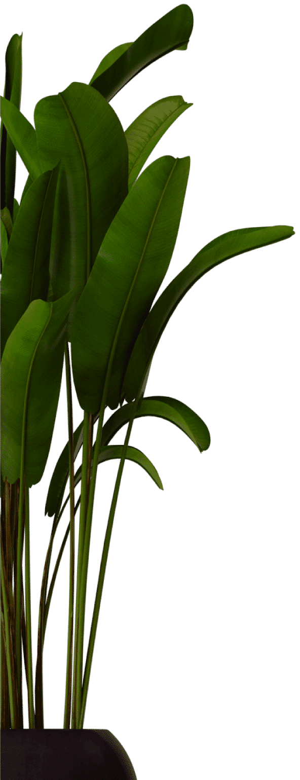left plant background